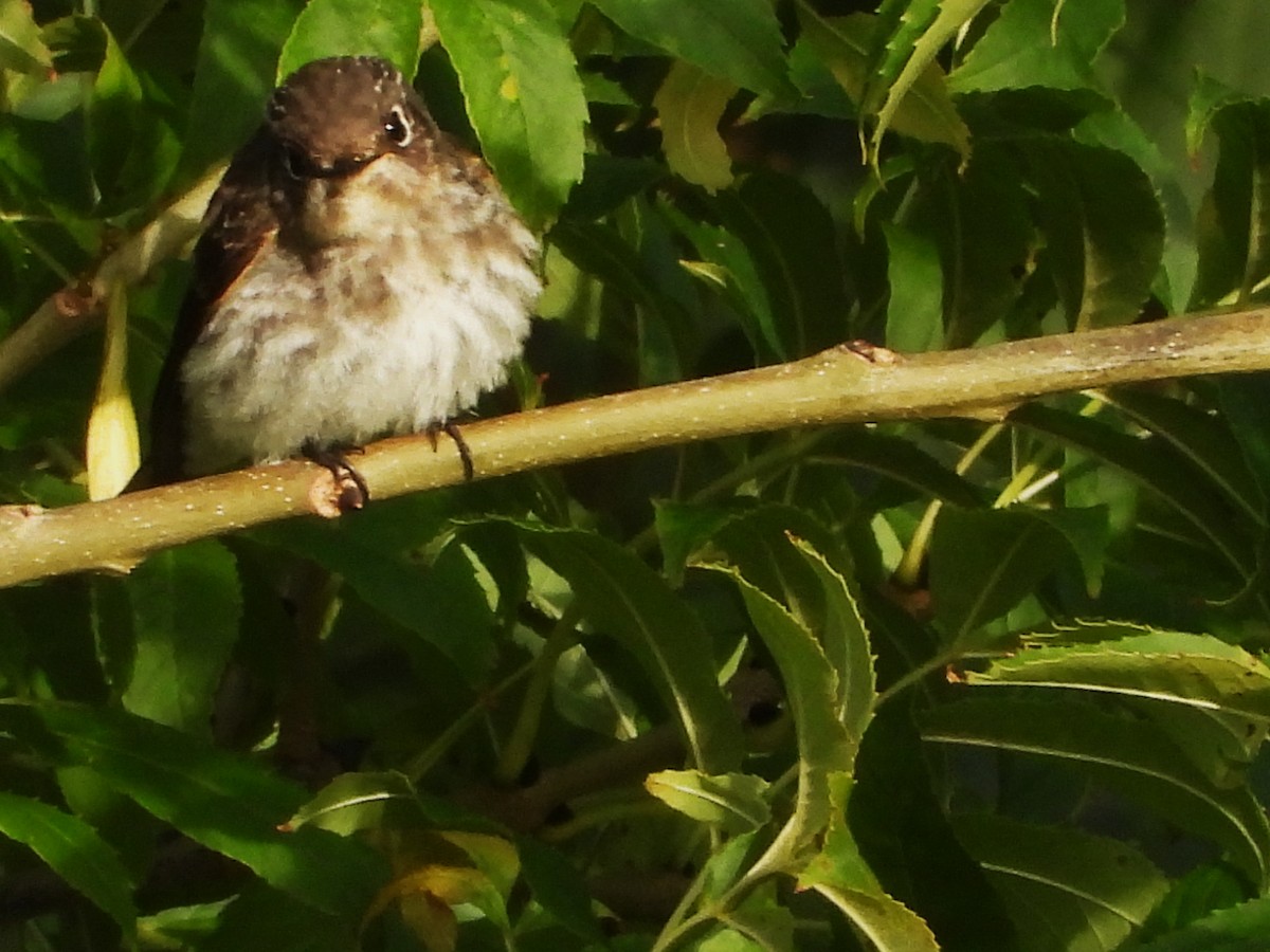 Dark-sided Flycatcher - Per Harald Pedersen