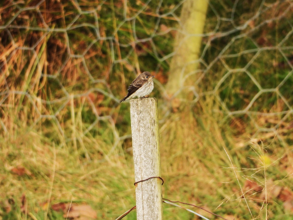 Dark-sided Flycatcher - Per Harald Pedersen