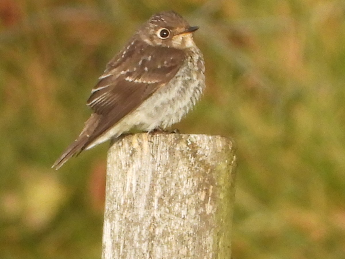 Dark-sided Flycatcher - Per Harald Pedersen