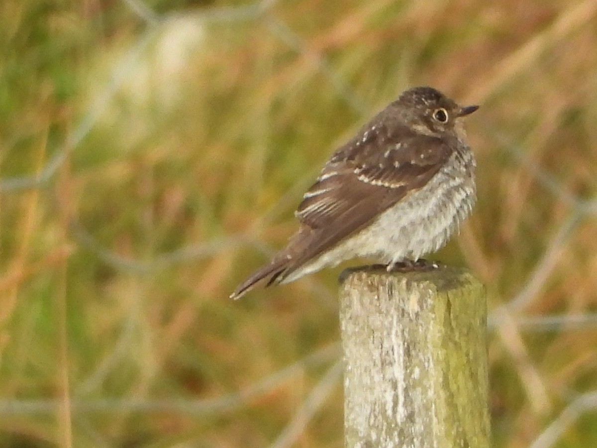 Dark-sided Flycatcher - Per Harald Pedersen