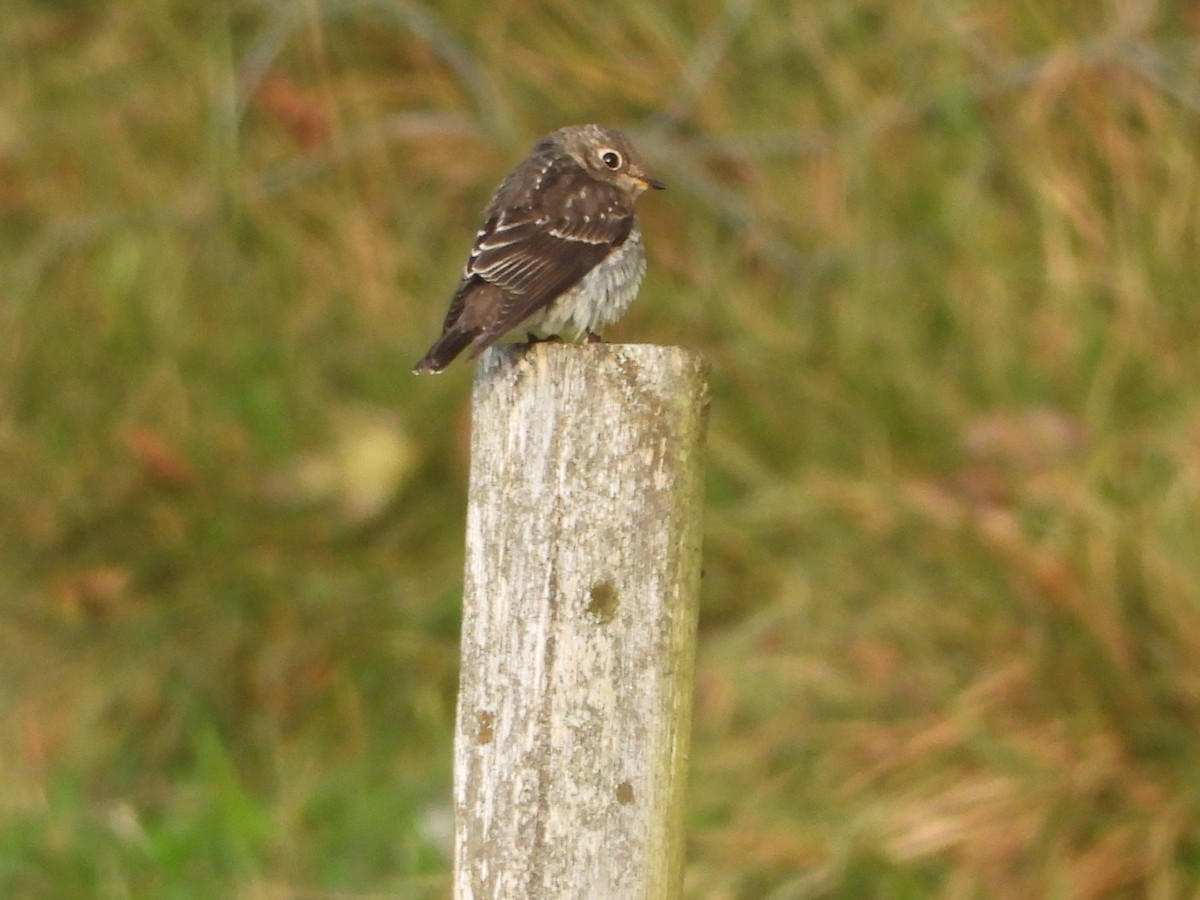 Dark-sided Flycatcher - Per Harald Pedersen