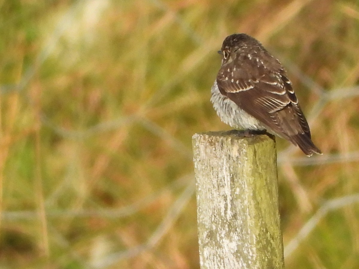 Dark-sided Flycatcher - Per Harald Pedersen