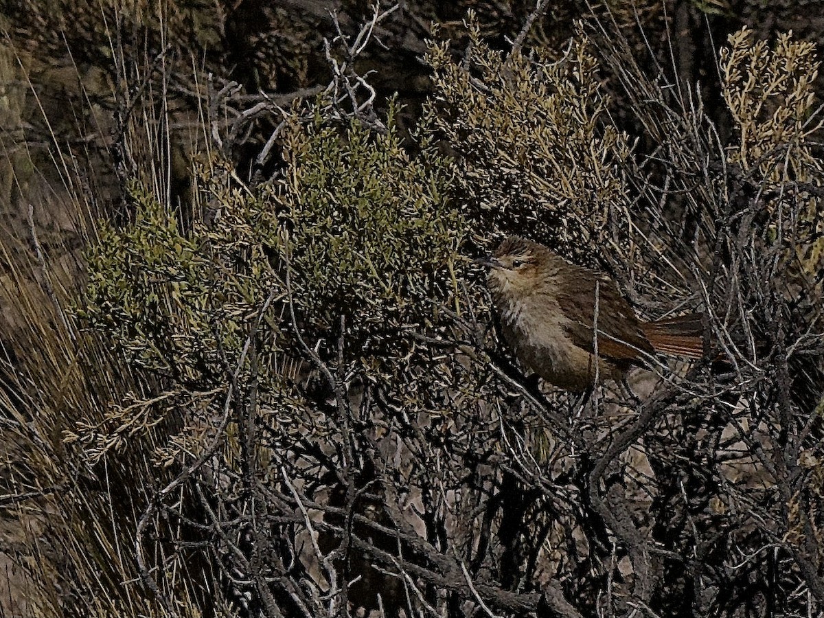 Streak-fronted Thornbird - ML609681117