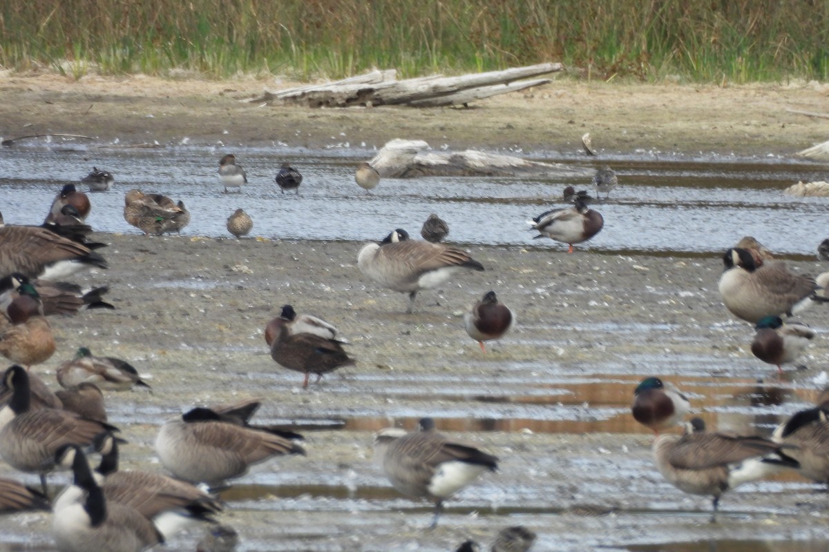 Hooded Merganser - ML609681176