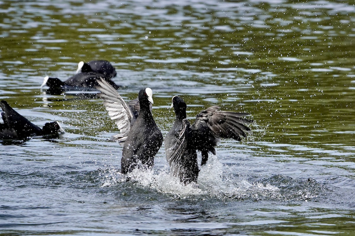 Eurasian Coot - ML609681218