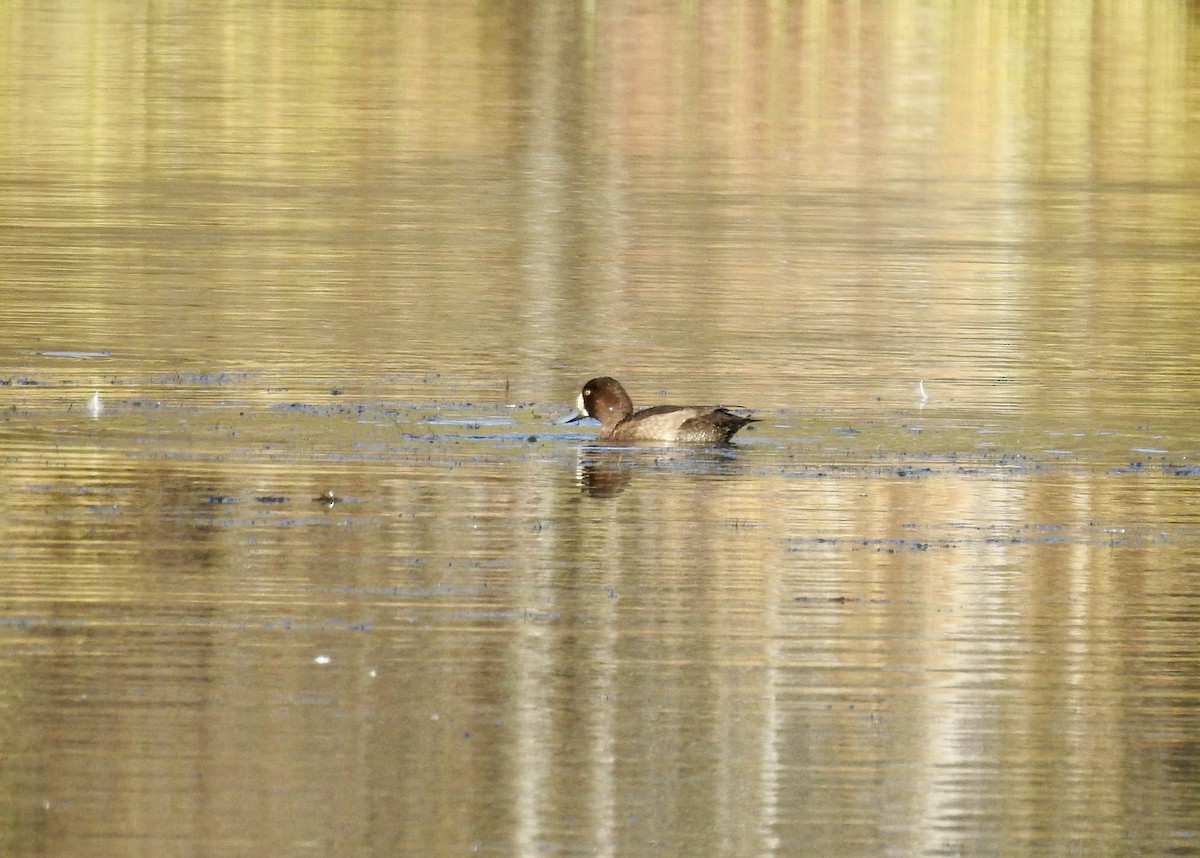 Greater Scaup - Sachi Snively