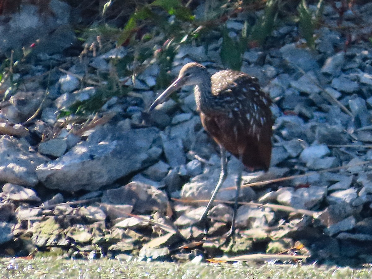 Limpkin - ML609681286