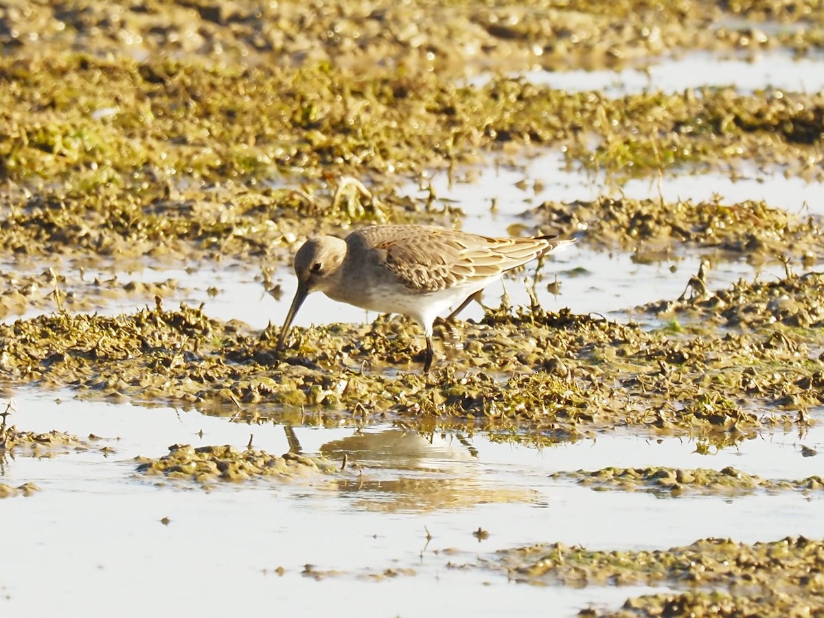 Dunlin - ML609681292