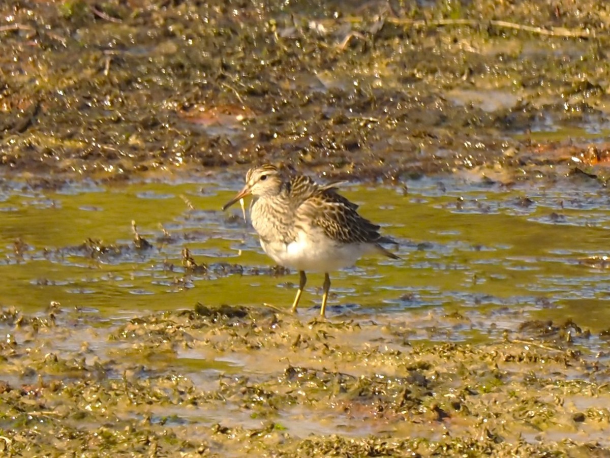 Pectoral Sandpiper - ML609681293