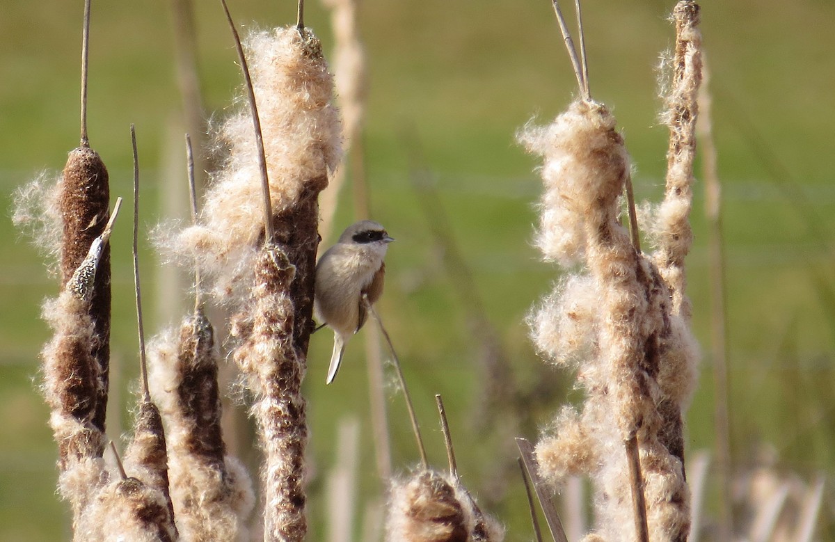 Eurasian Penduline-Tit - ML609681294