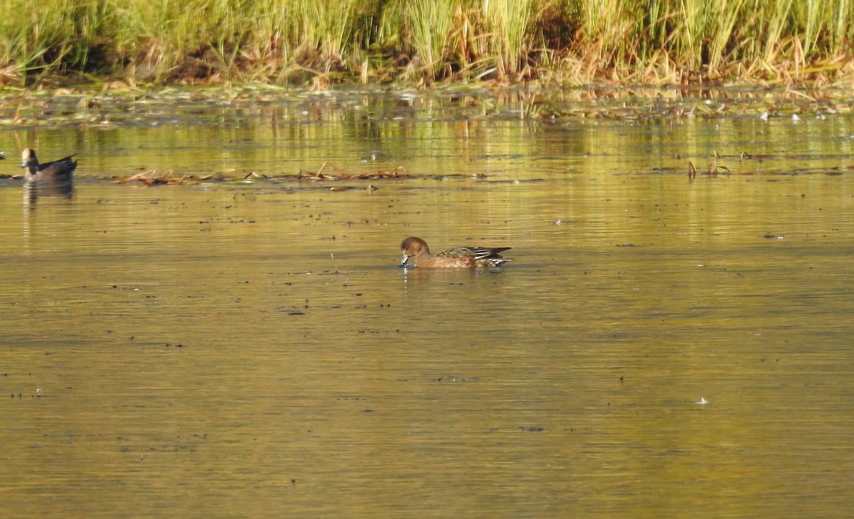 Eurasian Wigeon - ML609681308