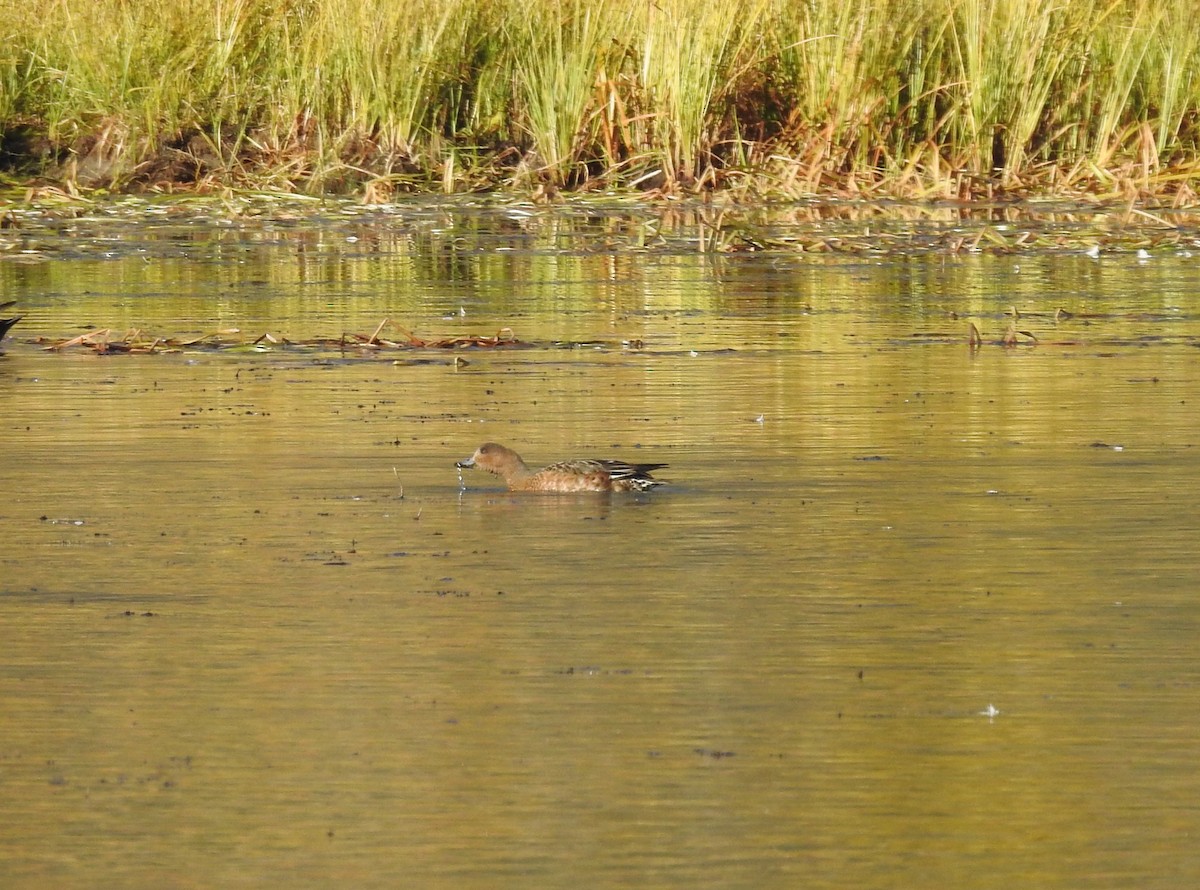 Eurasian Wigeon - ML609681309