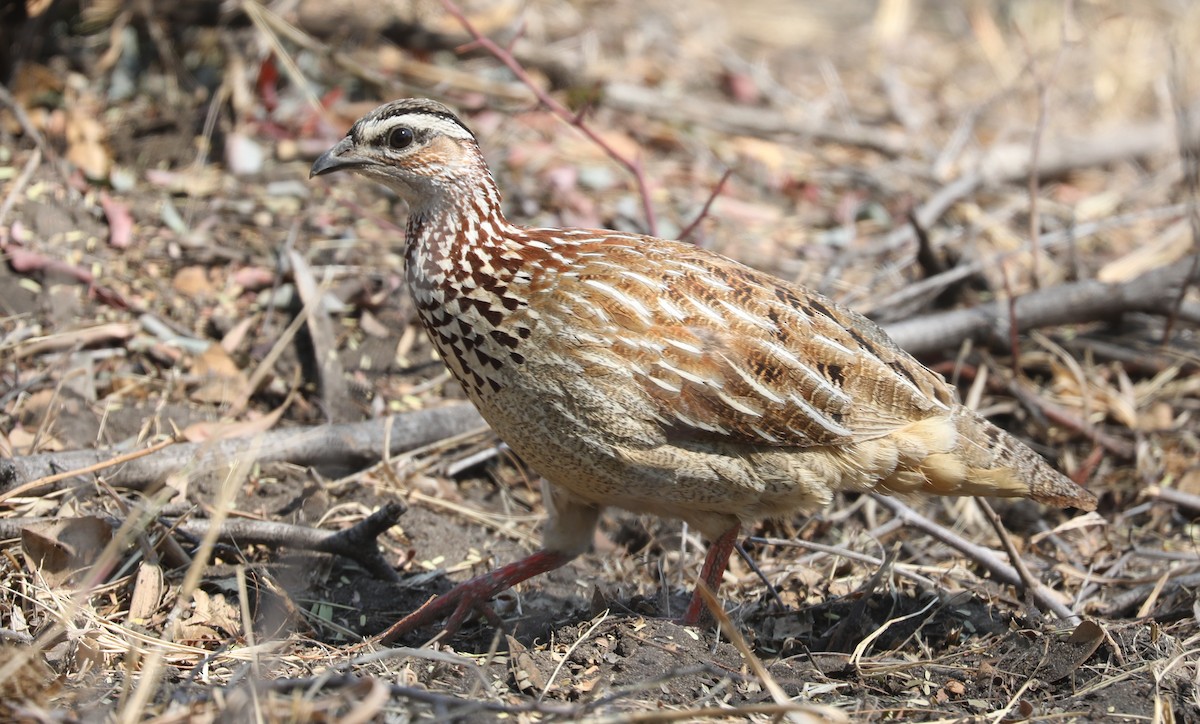 Crested Francolin - ML609681339