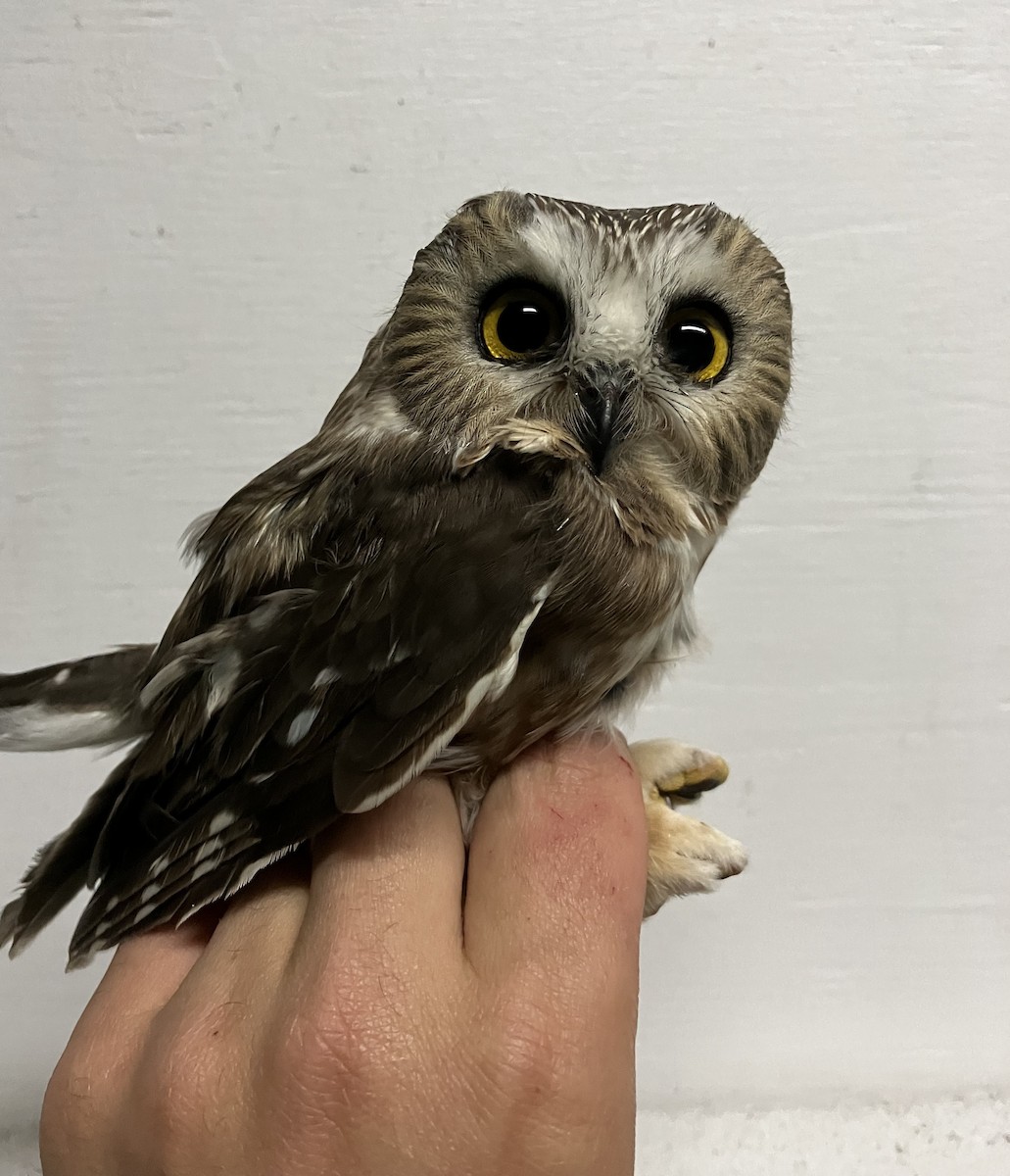 Northern Saw-whet Owl - ML609681443