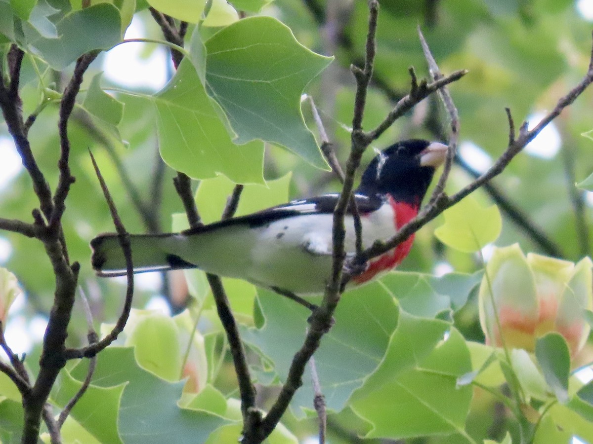 Rose-breasted Grosbeak - ML609681607