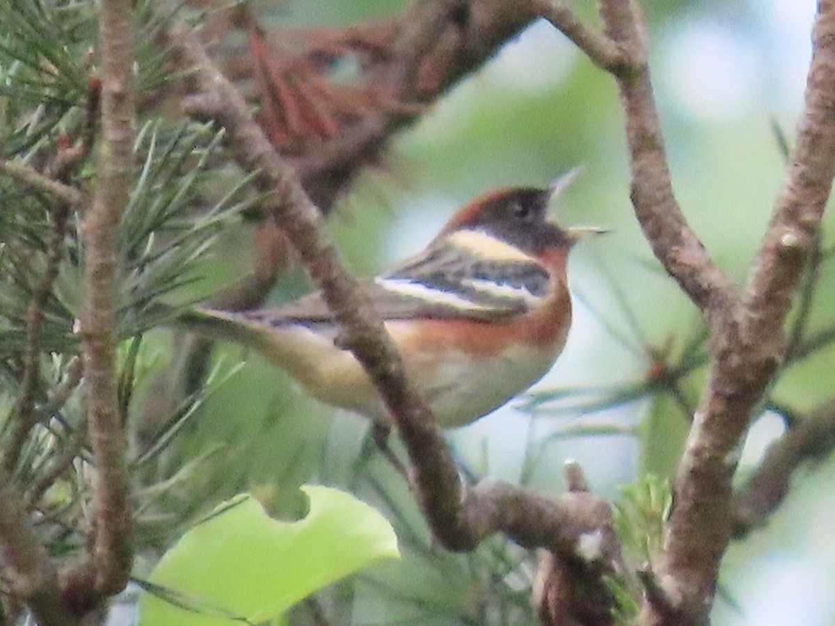 Bay-breasted Warbler - ML609681614