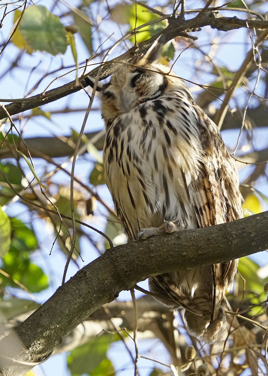 Búho Gritón - ML609681726