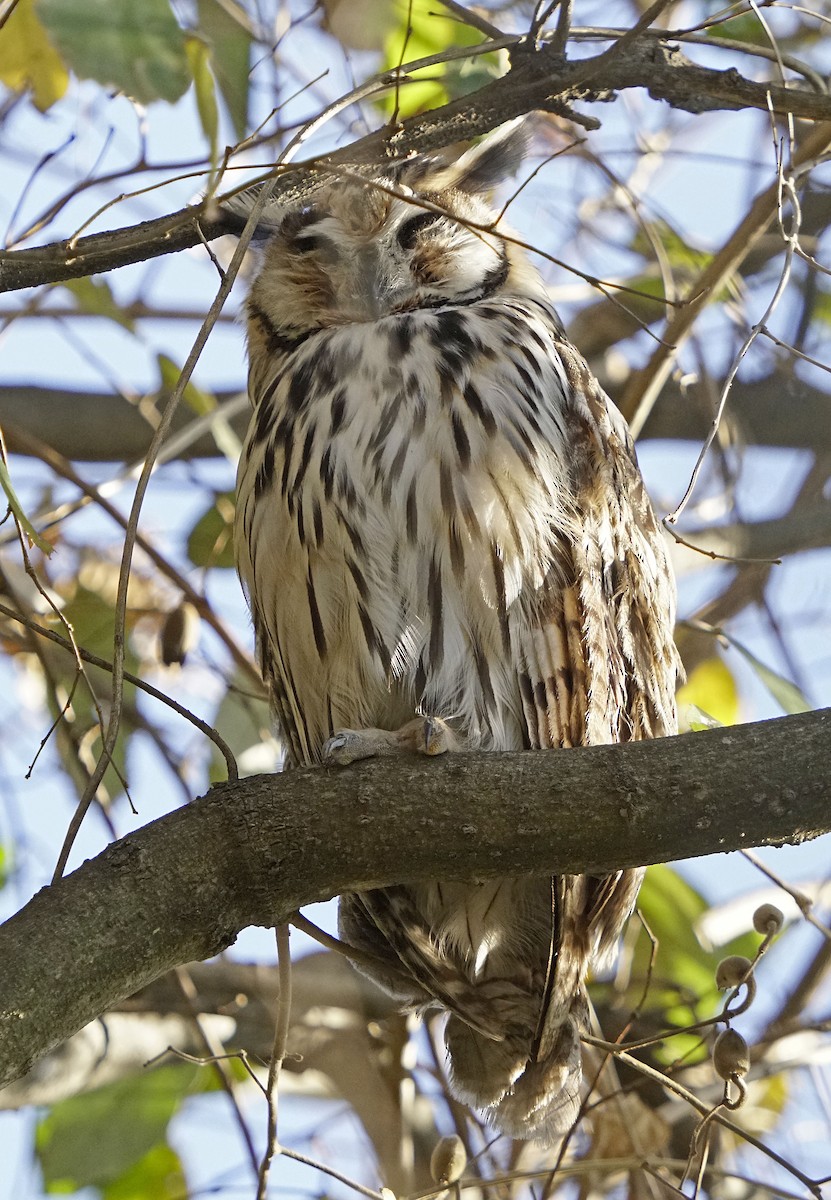 Búho Gritón - ML609681727