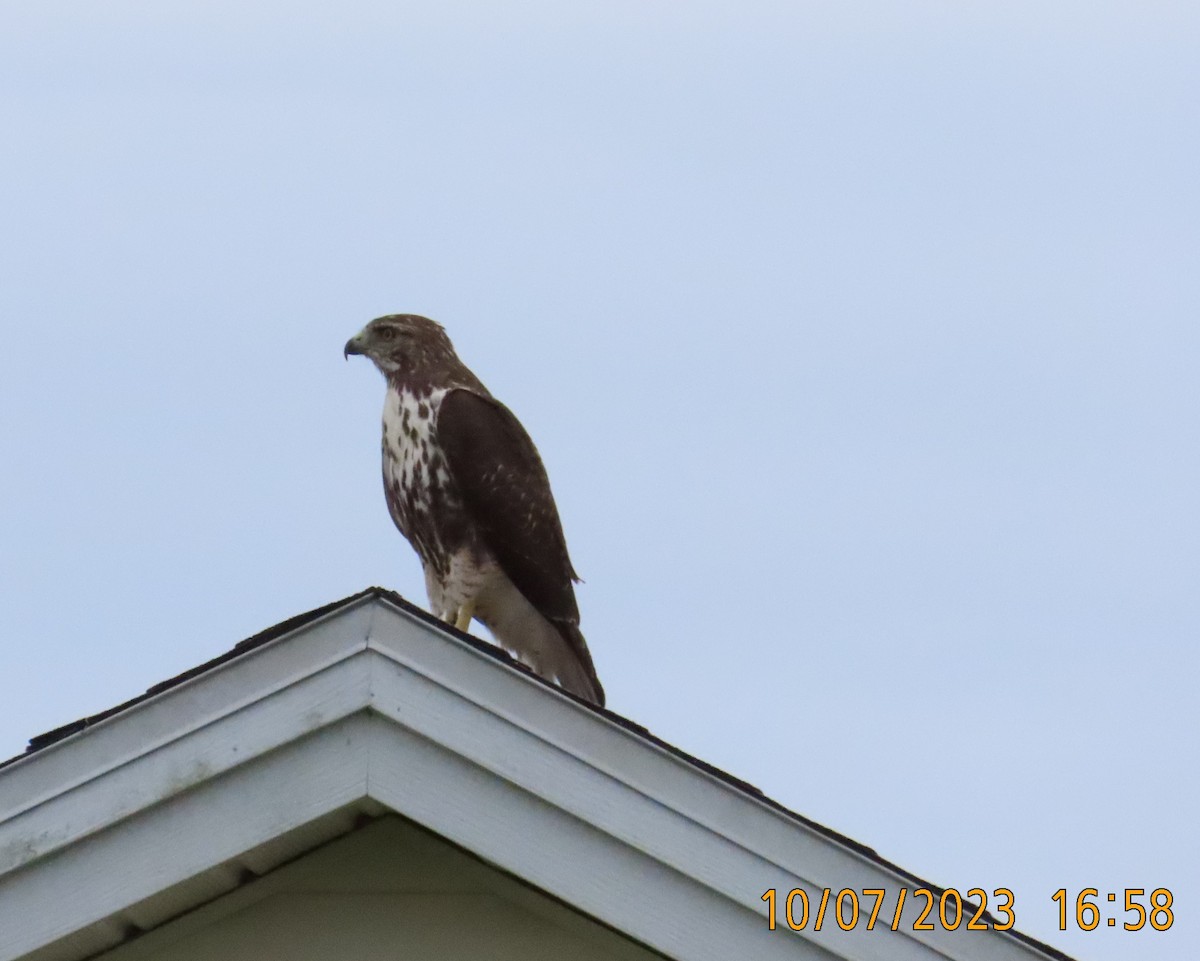 Red-tailed Hawk - ML609681804