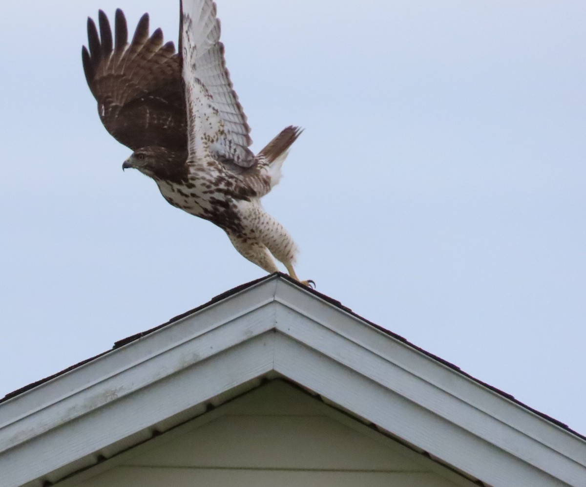 Red-tailed Hawk - ML609681805