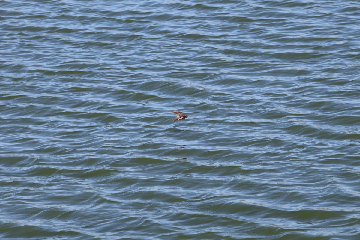 Northern Rough-winged Swallow - ML609681853