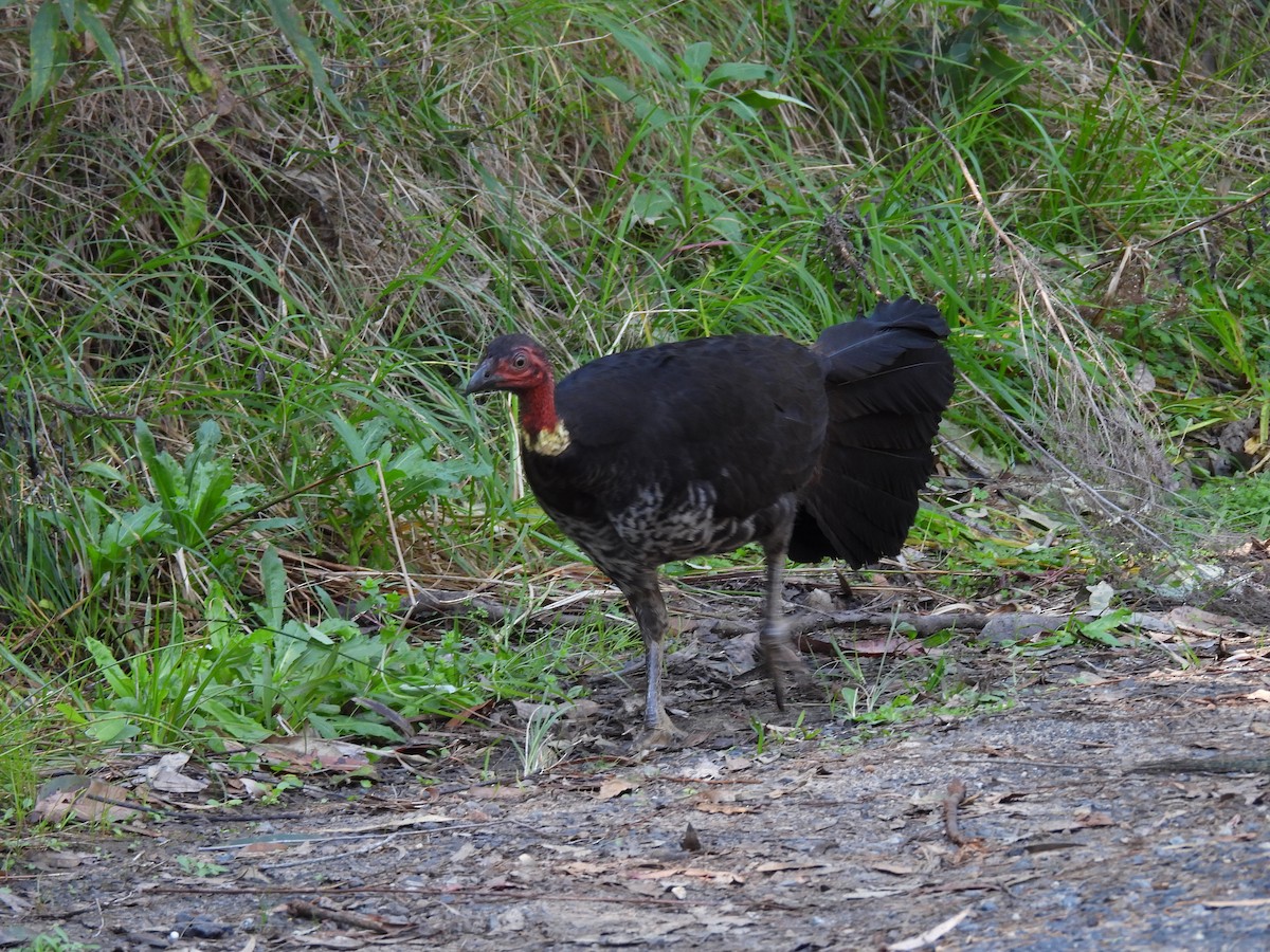 Australbuschhuhn - ML609682006