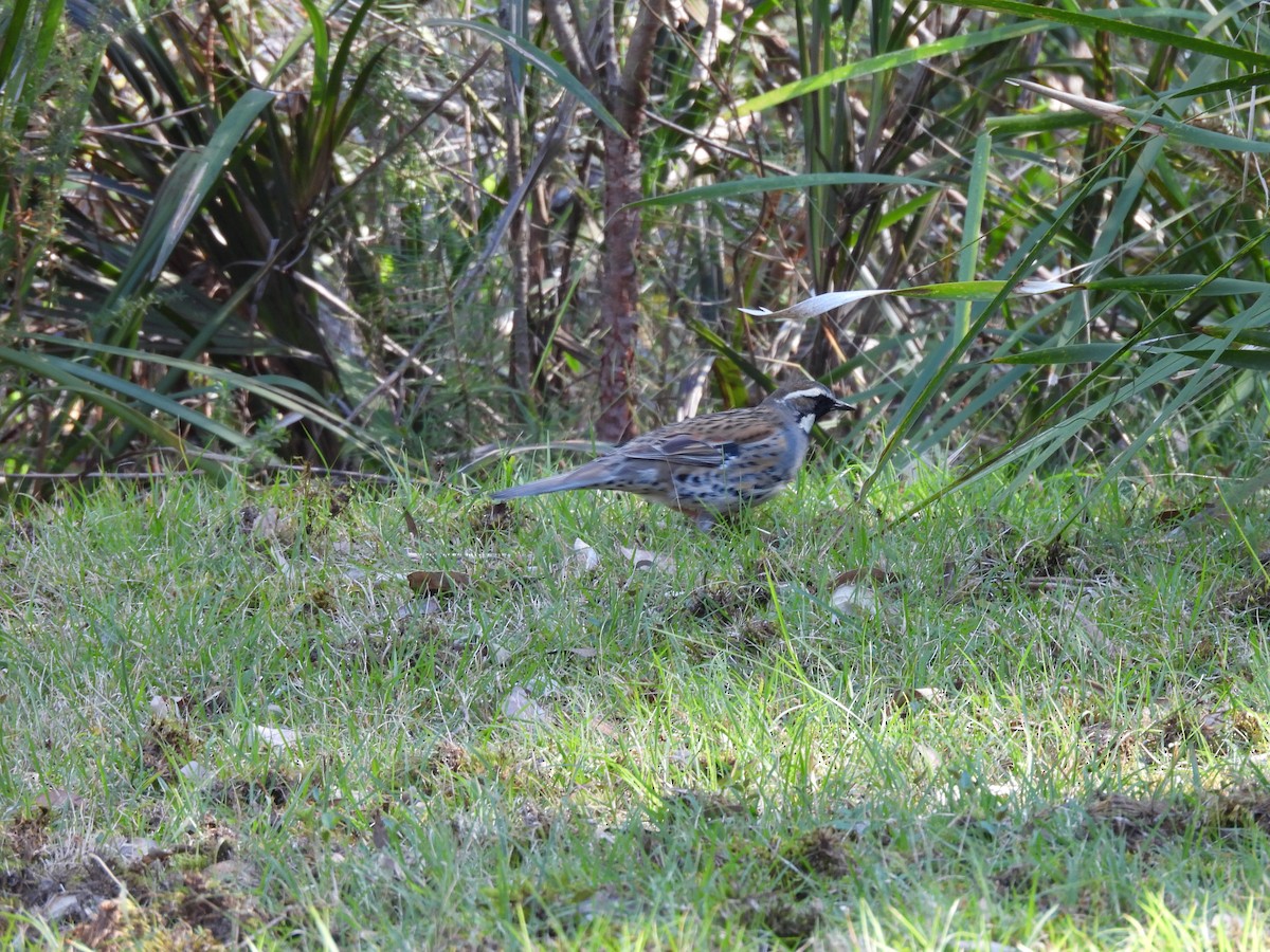 Spotted Quail-thrush - Annie Shao