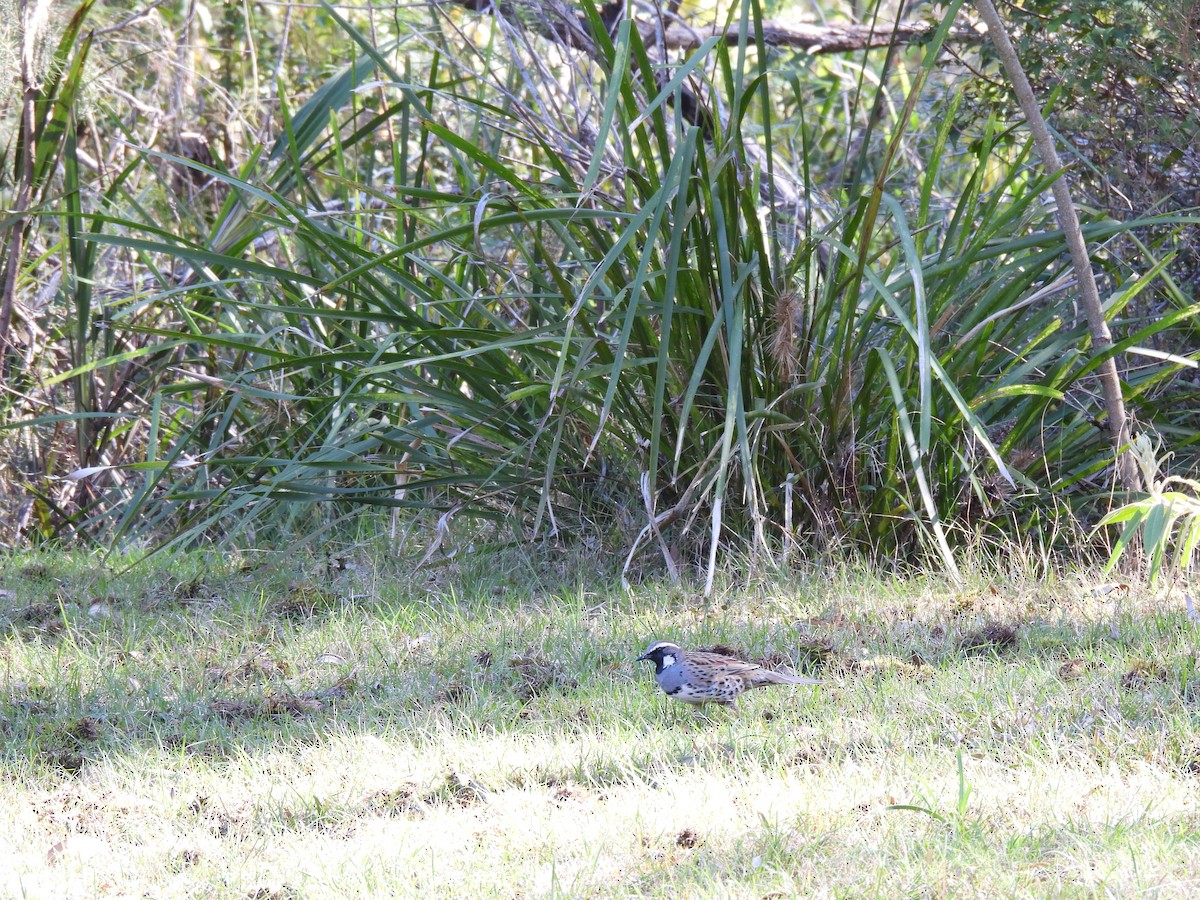 Spotted Quail-thrush - ML609682046