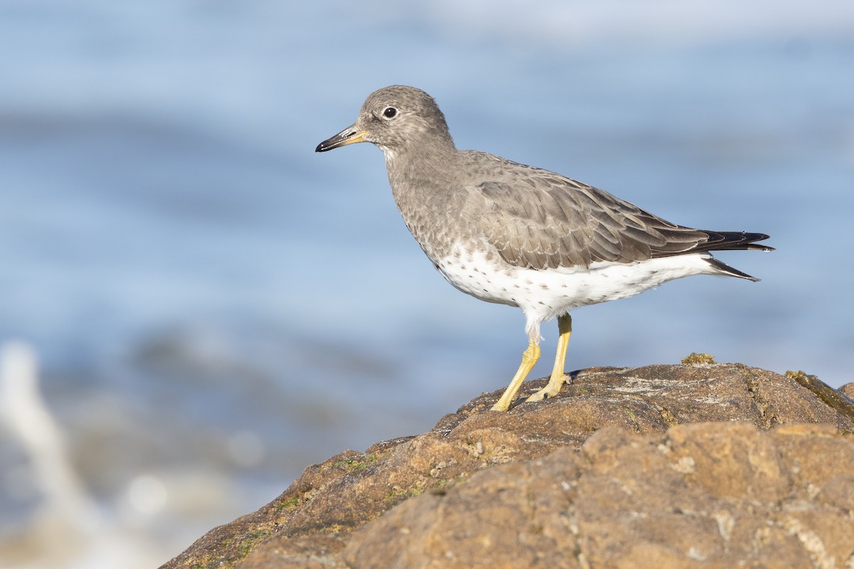 Surfbird - ML609682177