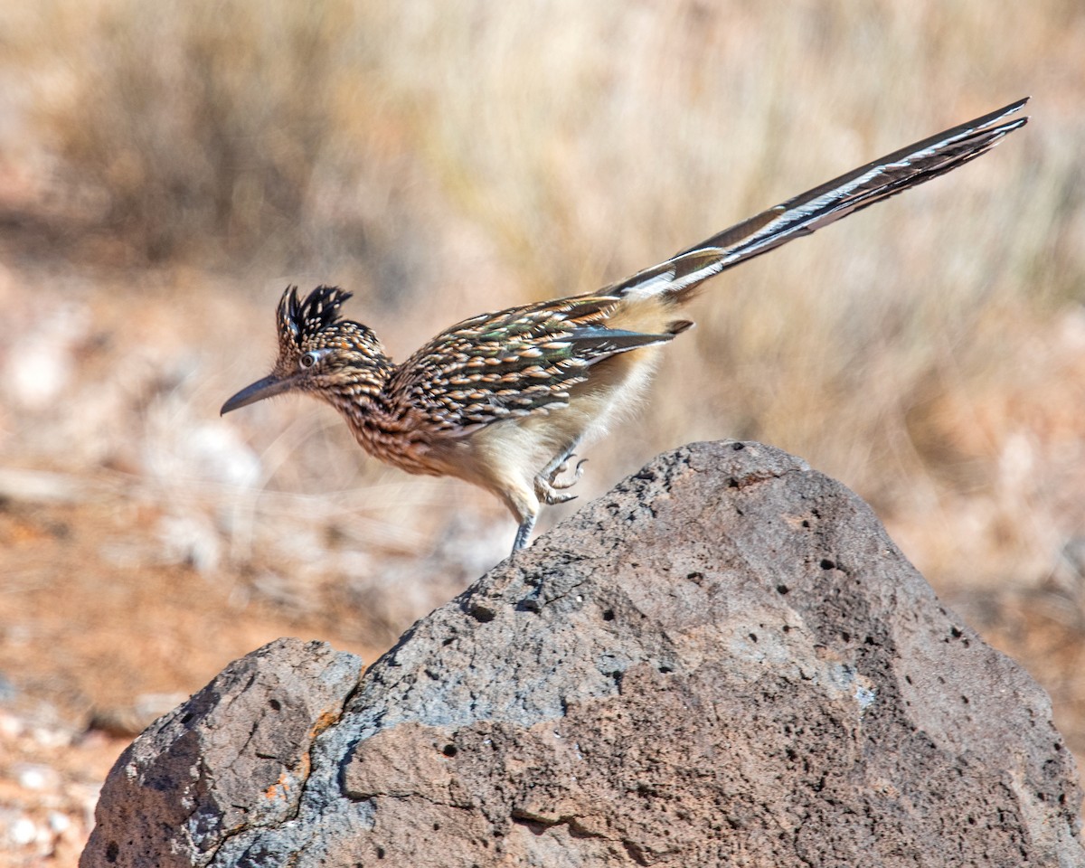 Greater Roadrunner - ML609682194