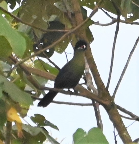 Hartlaub's Turaco - Dave Griswold