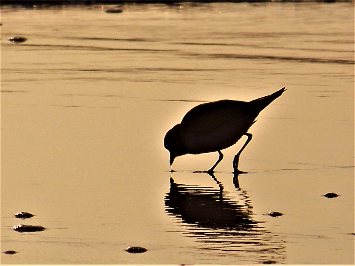 Semipalmated Plover - Timothy Blanchard