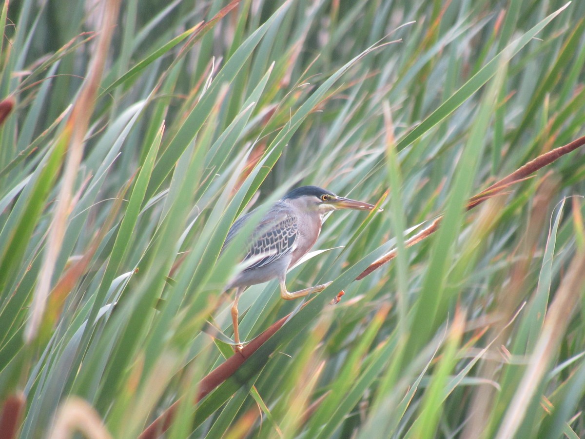 Striated Heron (South American) - ML609682412