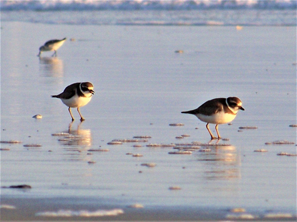 Semipalmated Plover - ML609682414