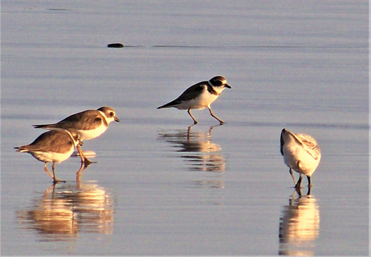 Semipalmated Plover - ML609682450