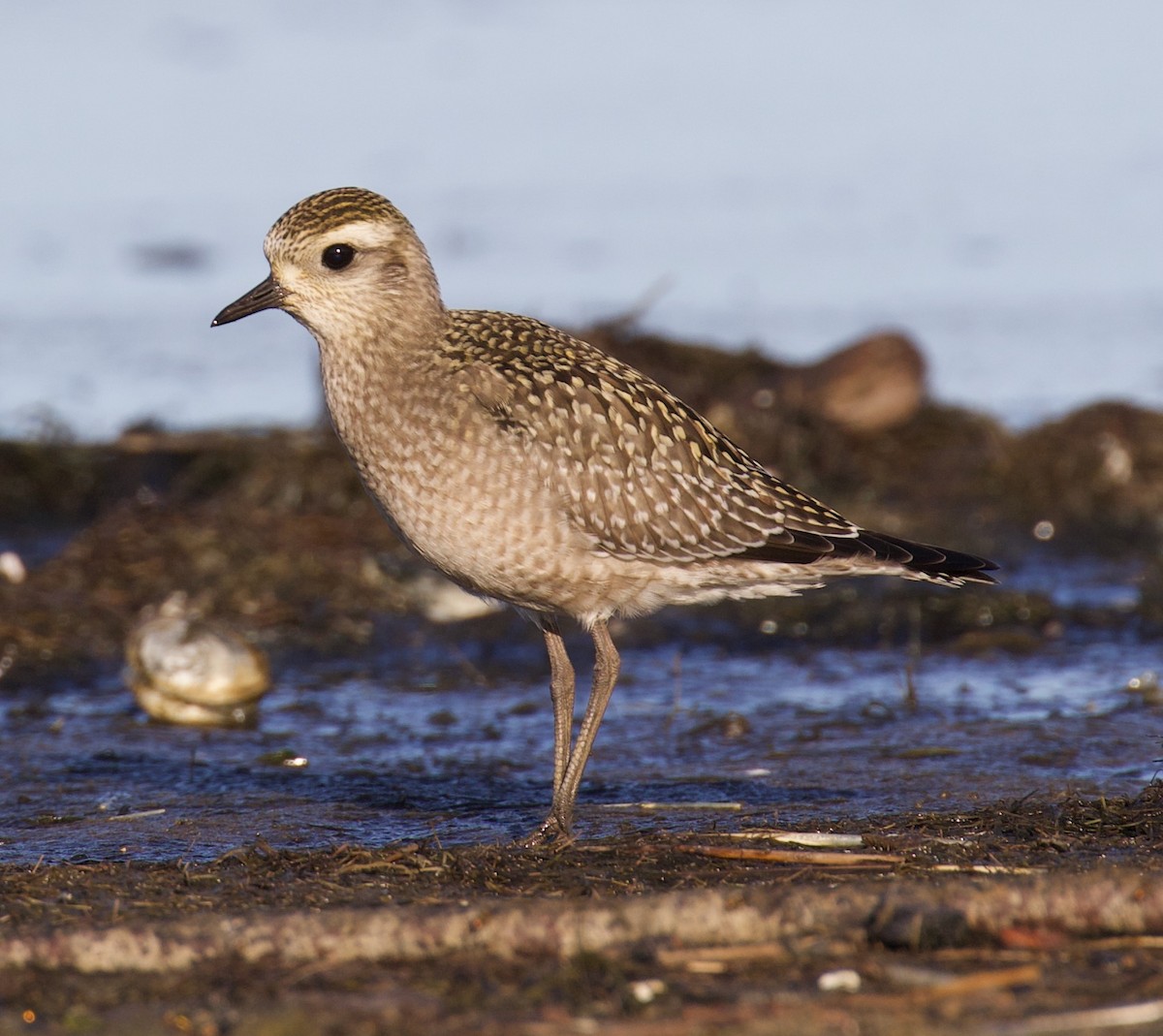 American Golden-Plover - Everett Clark