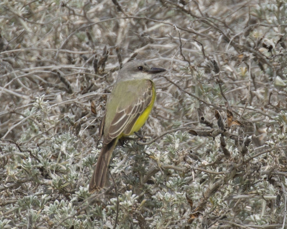 Tropical Kingbird - ML609682543