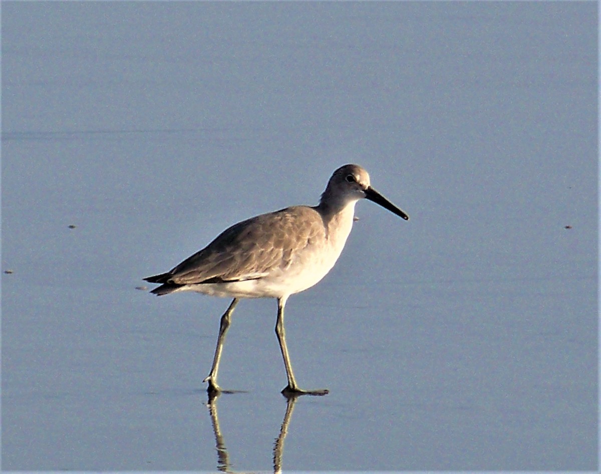 Willet - ML609682567