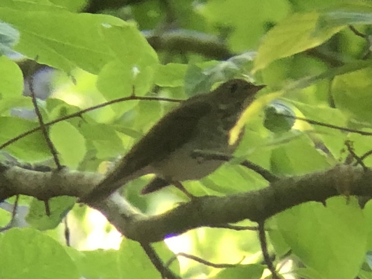 Gray-cheeked Thrush - ML609682571