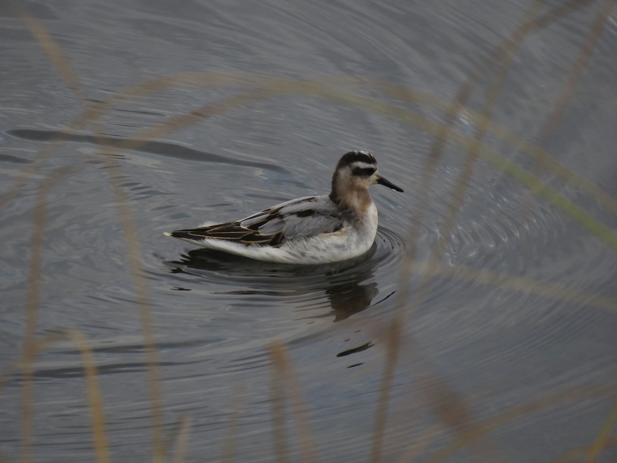 polarsvømmesnipe - ML609682573