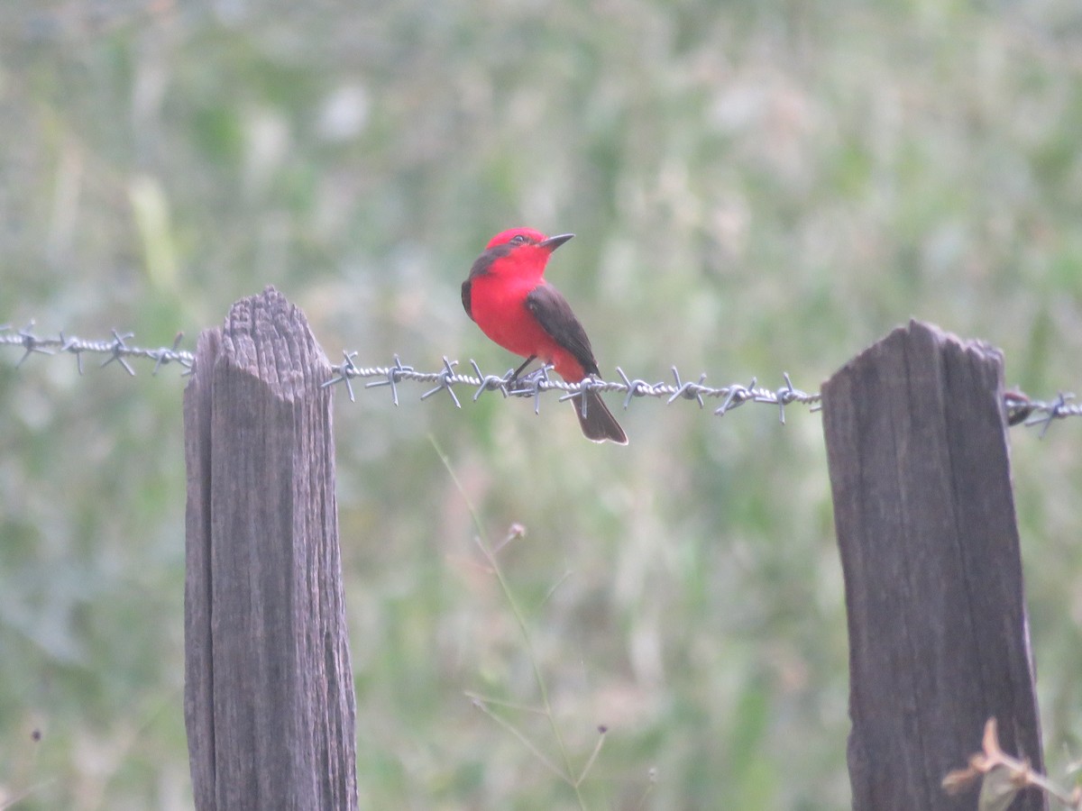 Vermilion Flycatcher - ML609682588