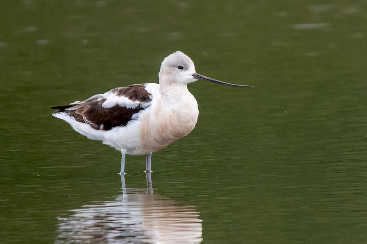 American Avocet - Sue Barth