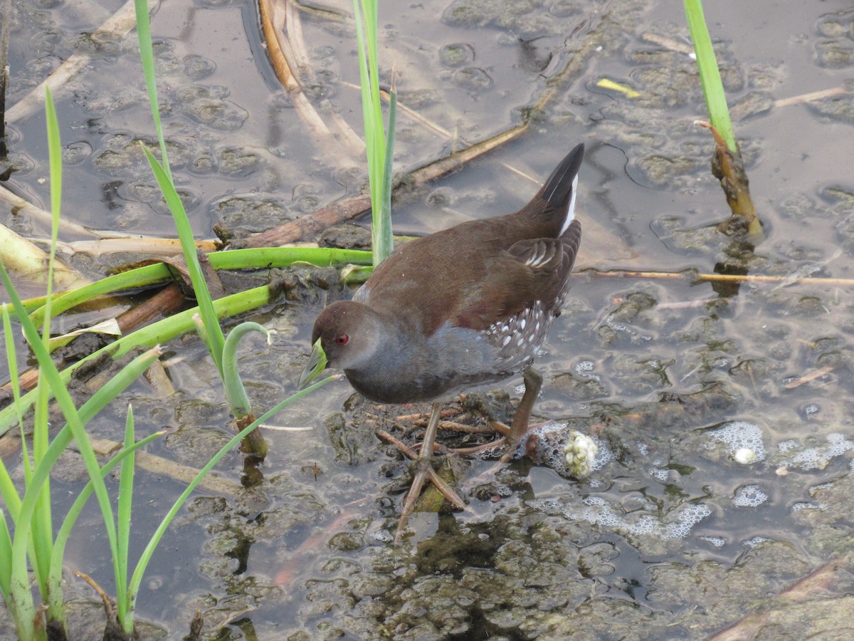 Spot-flanked Gallinule - ML609682621