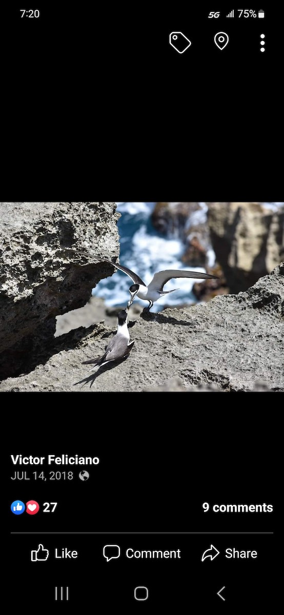 Bridled Tern - Victor Feliciano