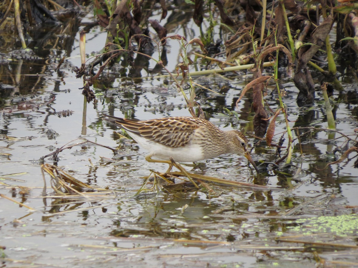 Pectoral Sandpiper - ML609682659