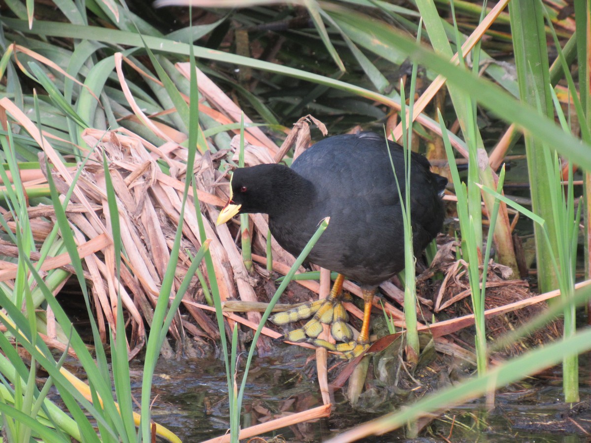 Red-gartered Coot - ML609682665