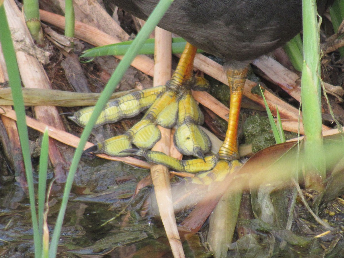 Red-gartered Coot - ML609682680