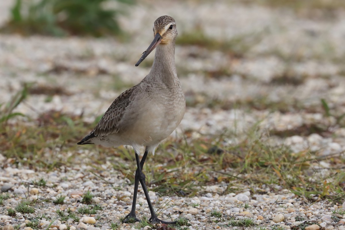 Hudsonian Godwit - ML609682719