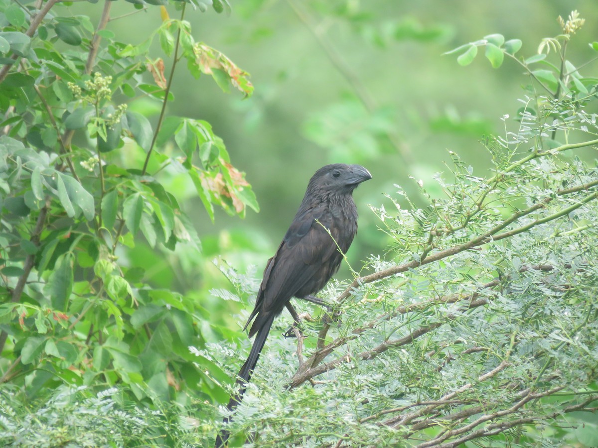 Groove-billed Ani - Julián Rodríguez