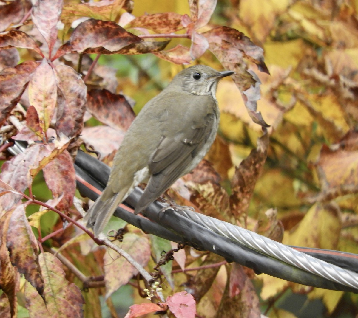 Gray-cheeked Thrush - ML609682772
